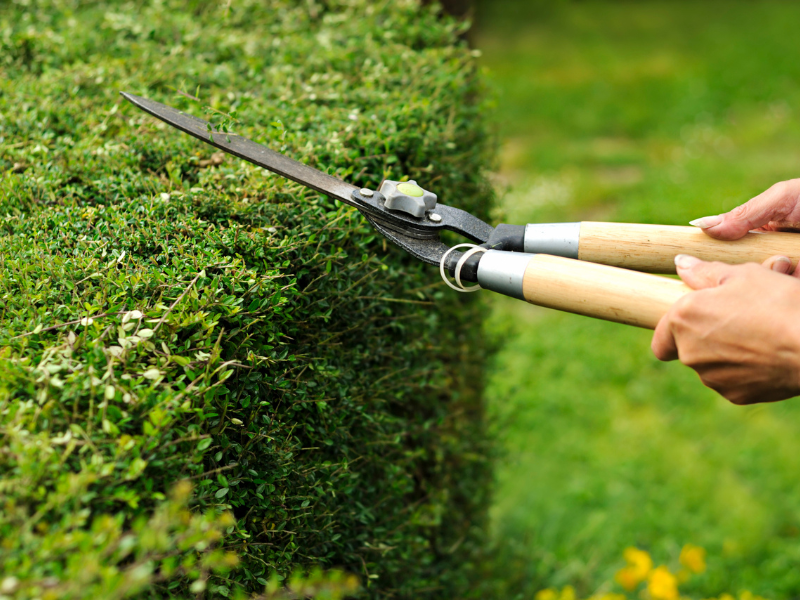 Taille de haies et d'arbustes par Passion Ô Jardin